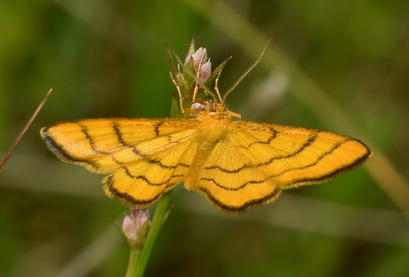 Idaea aureolaria